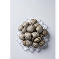 Fresh Clams