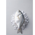 Silver Pomfret