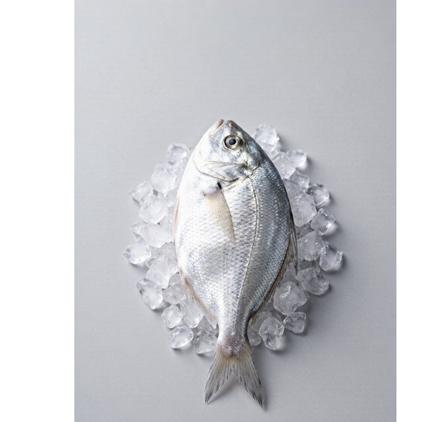 Silver Pomfret