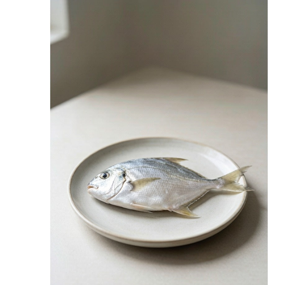 Silver Pomfret