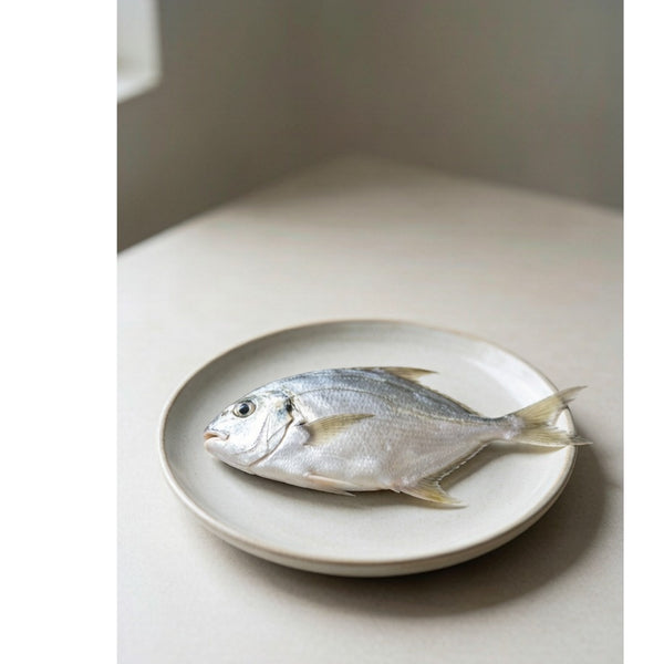 Silver Pomfret